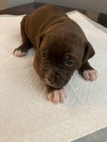 American Pit Bull Terrier Puppies for sale in Baltimore, Maryland. price: $800