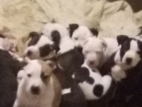 American Pit Bull Terrier Puppies for sale in Chehalis, Washington. price: $300