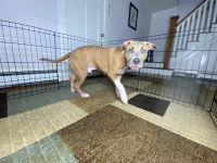 American Pit Bull Terrier Puppies for sale in Eatontown, NJ, USA. price: $500