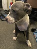 American Pit Bull Terrier Puppies for sale in Elizabeth, New Jersey. price: $500