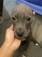 American Pit Bull Terrier Puppies for sale in Elizabeth, New Jersey. price: $750