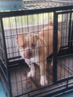 American Pit Bull Terrier Puppies for sale in Decatur, Georgia. price: $1,000