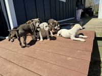 American Pit Bull Terrier Puppies for sale in Clarkesville, Georgia. price: $100