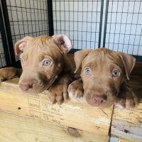 American Pit Bull Terrier Puppies for sale in North Port, Florida. price: $600