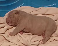 American Pit Bull Terrier Puppies for sale in Orlando, Florida. price: $2,500