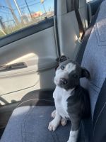 American Pit Bull Terrier Puppies for sale in Marietta, Georgia. price: $400