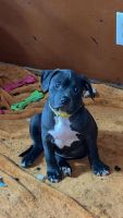 American Pit Bull Terrier Puppies for sale in Eugene, Oregon. price: $1,200