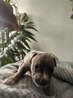 American Pit Bull Terrier Puppies for sale in Dallas, TX, USA. price: $200
