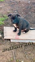 American Pit Bull Terrier Puppies for sale in Greeneville, Tennessee. price: $350