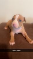 American Pit Bull Terrier Puppies for sale in Dacula, Georgia. price: NA
