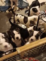 American Pit Bull Terrier Puppies for sale in Chehalis, Washington. price: $400