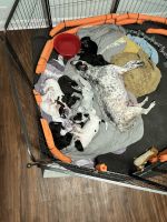 American Pit Bull Terrier Puppies for sale in Birmingham, Alabama. price: $200