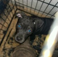 American Pit Bull Terrier Puppies for sale in Newport News, Virginia. price: $400