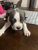 American Pit Bull Terrier Puppies for sale in Canton, Ohio. price: $300