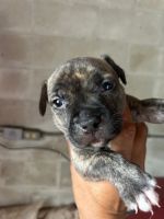 American Pit Bull Terrier Puppies for sale in Sanford, Florida. price: NA