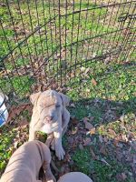American Pit Bull Terrier Puppies for sale in Lakeview, AR 72642, USA. price: $300