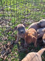 American Pit Bull Terrier Puppies for sale in Lakeview, AR 72642, USA. price: $200