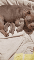American Pit Bull Terrier Puppies for sale in Orlando, Florida. price: $2,500