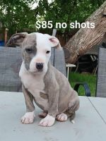 American Pit Bull Terrier Puppies for sale in San Antonio, Texas. price: $5,085