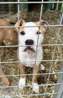 American Pit Bull Terrier Puppies for sale in Fredericksburg, Virginia. price: $300