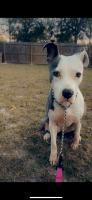 American Pit Bull Terrier Puppies for sale in Homosassa, Florida. price: NA