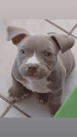 American Pit Bull Terrier Puppies for sale in Orlando, Florida. price: $2,400