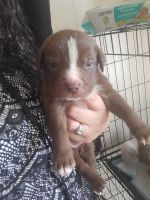 American Pit Bull Terrier Puppies for sale in Franklin, Ohio. price: $100