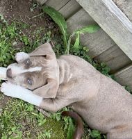 American Pit Bull Terrier Puppies for sale in Albertville, Alabama. price: $150