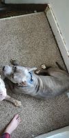 American Pit Bull Terrier Puppies for sale in Clearfield, Pennsylvania. price: NA