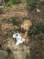 American Pit Bull Terrier Puppies for sale in Bethesda, Maryland. price: $500
