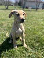 American Pit Bull Terrier Puppies for sale in Roanoke, Virginia. price: $100