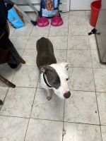 American Pit Bull Terrier Puppies for sale in Union City, New Jersey. price: $800