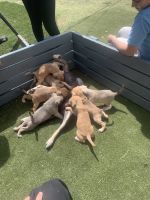 American Pit Bull Terrier Puppies for sale in Las Vegas, Nevada. price: $200