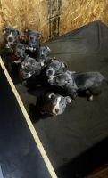 American Pit Bull Terrier Puppies for sale in Independence, Missouri. price: $250