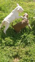 American Pit Bull Terrier Puppies for sale in Louisville, Kentucky. price: $250