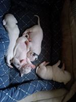 American Pit Bull Terrier Puppies for sale in Martinsville, Indiana. price: $100
