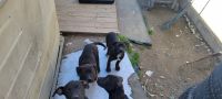 American Pit Bull Terrier Puppies for sale in Lancaster, Pennsylvania. price: $165