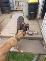 American Pit Bull Terrier Puppies for sale in Lancaster, Pennsylvania. price: $175