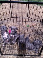 American Pit Bull Terrier Puppies for sale in Fort Wayne, Indiana. price: $350
