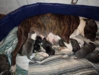 American Pit Bull Terrier Puppies for sale in Rockford, Illinois. price: $250