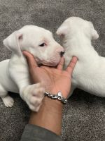 American Pit Bull Terrier Puppies for sale in Chicago, Illinois. price: $350