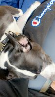American Pit Bull Terrier Puppies for sale in Providence, Rhode Island. price: $75