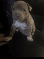 American Pit Bull Terrier Puppies for sale in Glendale, Arizona. price: $950