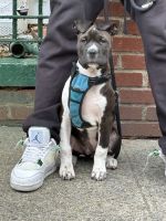 American Pit Bull Terrier Puppies for sale in New York City, New York. price: $1,200
