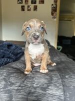 American Pit Bull Terrier Puppies for sale in Fairfield, New South Wales. price: $1,000
