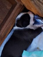 American Pit Bull Terrier Puppies for sale in Medina, Ohio. price: $200
