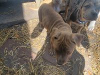 American Pit Bull Terrier Puppies for sale in St.Petersburg, Florida. price: $300