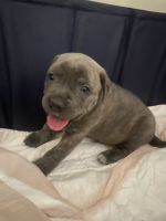 American Pit Bull Terrier Puppies for sale in Rialto, California. price: $700