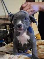 American Pit Bull Terrier Puppies for sale in Bronx, New York. price: $1,300