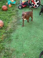 American Pit Bull Terrier Puppies for sale in Menlo Park, California. price: $200